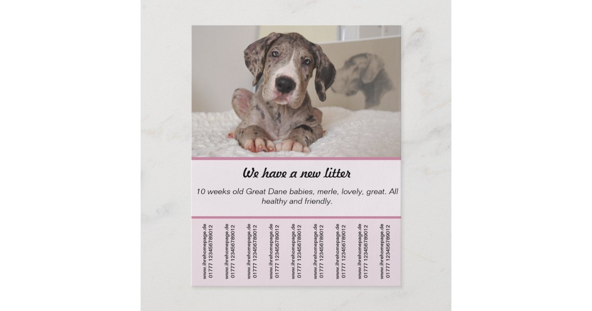 puppy-for-sale-flyer-templates-zazzle