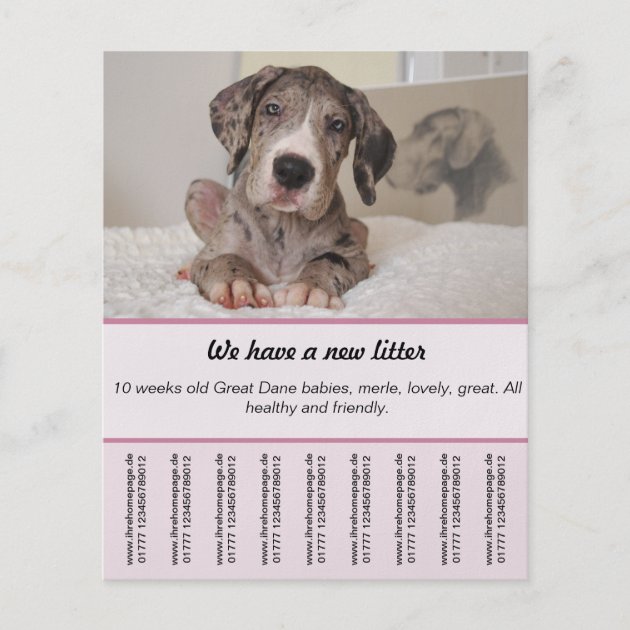 Puppy For Sale Flyer Templates Zazzle
