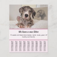 Puppy flyer discount