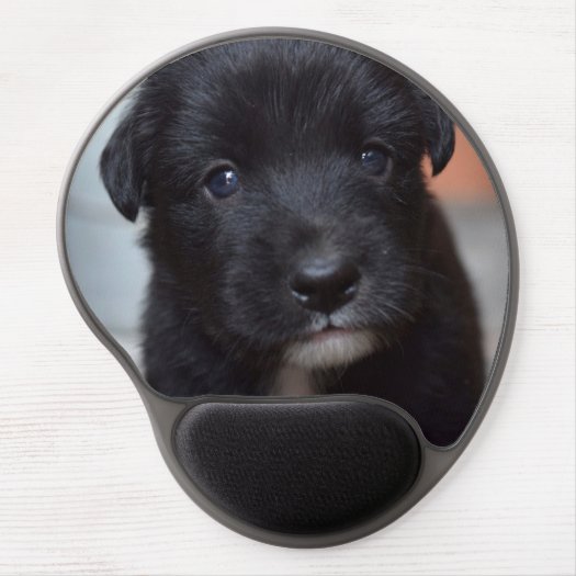 Puppy