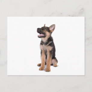 puppy German shepherd Postcard