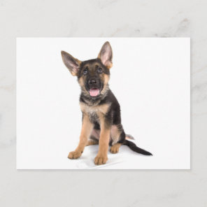 puppy German shepherd Postcard