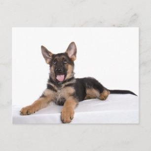 puppy German shepherd Postcard