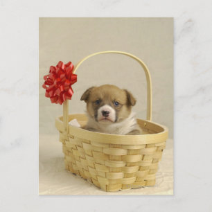Puppy in a basket postcard