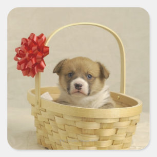 Puppy in a basket square sticker