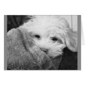 Puppy in Blanket Black and White Photo Card (Front Horizontal)