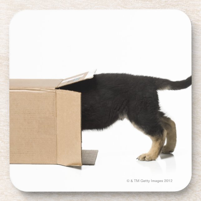 Puppy in cardboard box beverage coaster (Front)