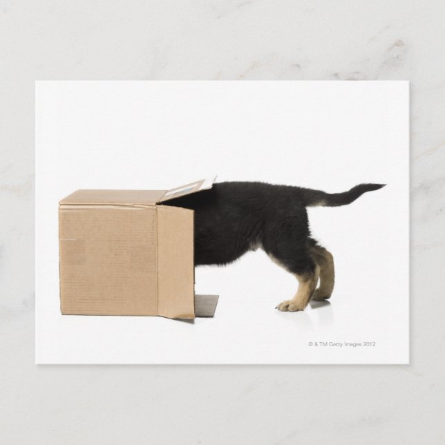 Puppy in cardboard box postcard (Front)