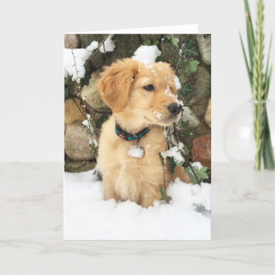 puppy in snow    golden puppy  holiday card