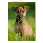 Puppy In The Grass (Front)