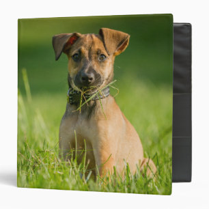 Puppy In The Grass 3 Ring Binder