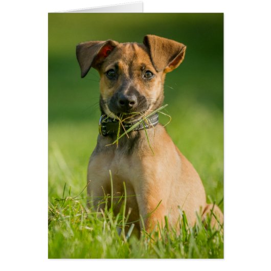 Puppy In The Grass Cards (Front)