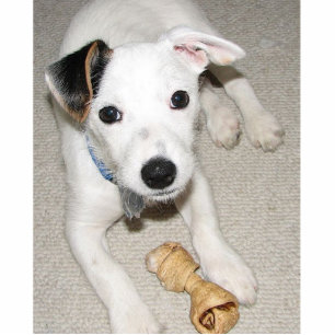 puppy jack russell terrier cutout