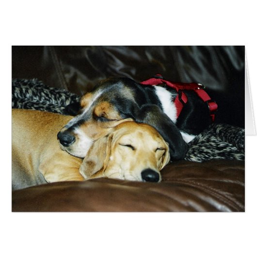 Puppy Love Cards (Front Horizontal)