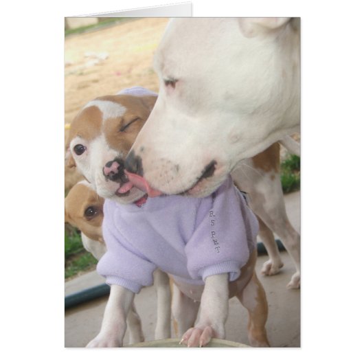 Puppy Love Cards (Front)