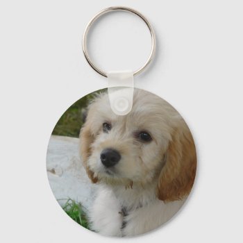 Puppy Love - Cute Maltipoo Dog Photo Keychain by CountryCorner at Zazzle