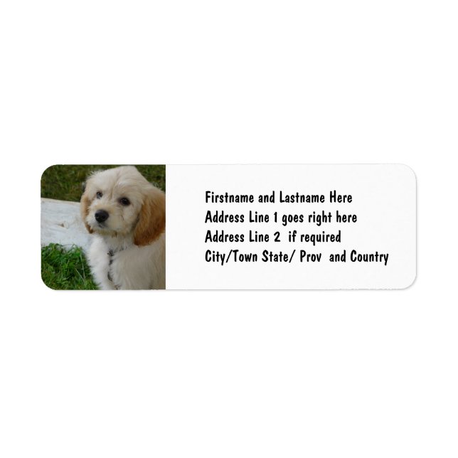 Puppy Love - Cute MaltiPoo Dog Photo Label (Front)