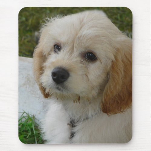 Puppy Love _ Cute MaltiPoo Dog Photo Mouse Pad