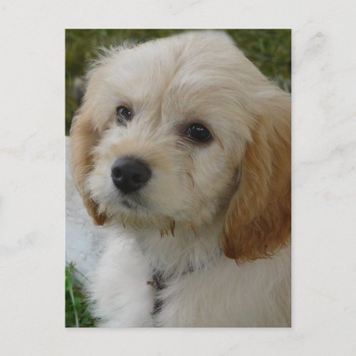 Puppy Love _ Cute MaltiPoo Dog Photo Postcard