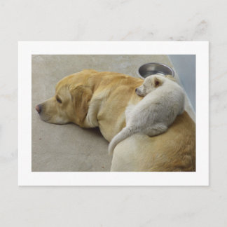 Puppy Love - Labrador and Mixed breed Puppy Postcard