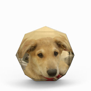 Puppy Love: Man's Best Friend Acrylic Award