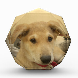 Puppy Love: Man's Best Friend Award