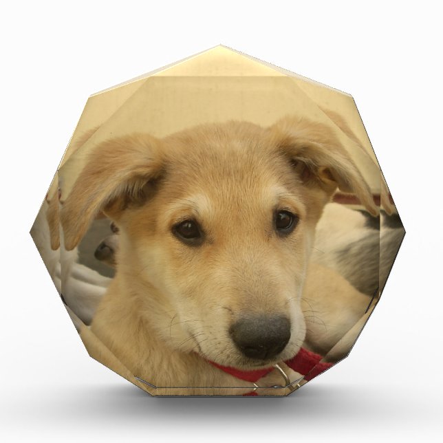 Puppy Love: Man's Best Friend Award (Front)