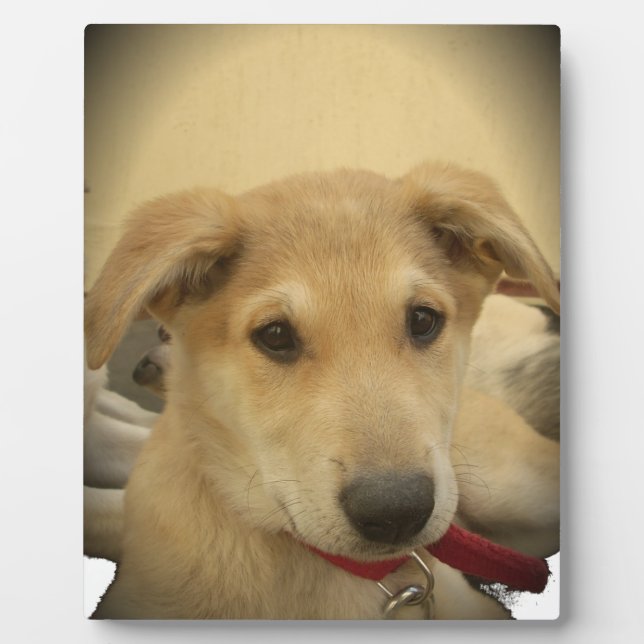 Puppy Love: Man's Best Friend Plaque (Front)