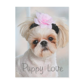 Puppy Love Postcard