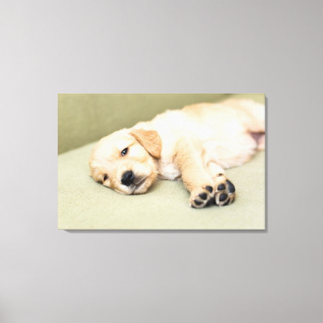 Puppy Lying Down On Sofa Canvas Print (Front)