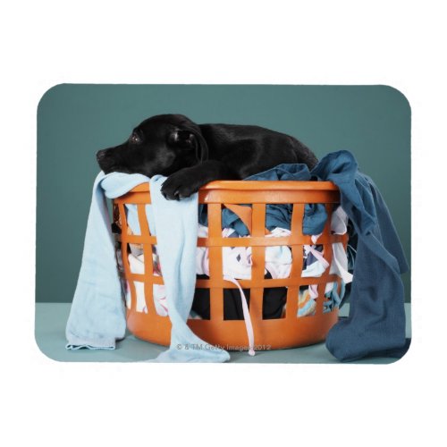 Puppy lying in laundry basket magnet