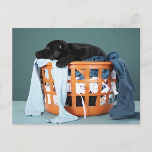 Puppy lying in laundry basket postcard