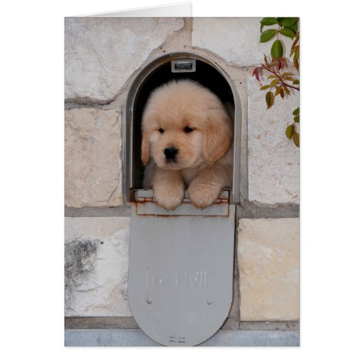 Puppy Mail Cards (Front)