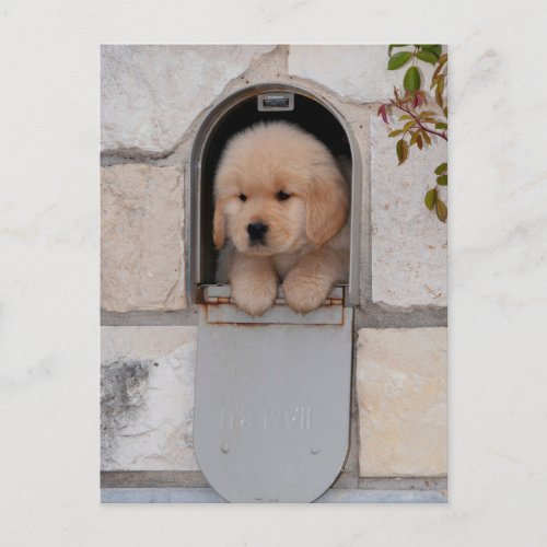 Puppy Mail Postcard