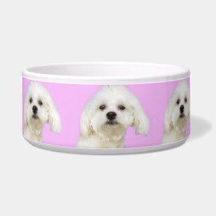 Puppy Maltese on pink Bowl