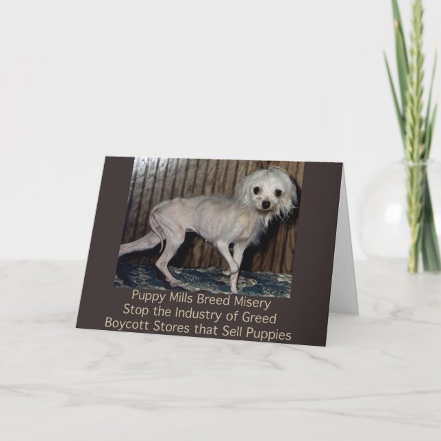 Puppy Mills Breed Misery Card (Front)