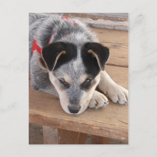 Puppy Mischief Postcard