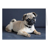 Puppy On Lounging Couch (Front Horizontal)