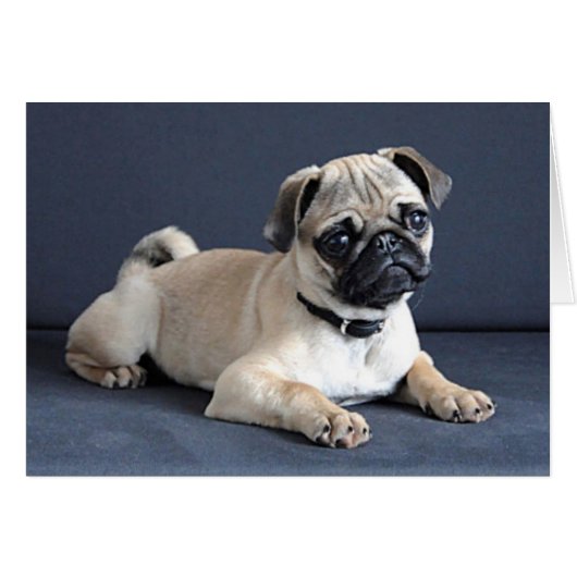 Puppy On Lounging Couch (Front Horizontal)