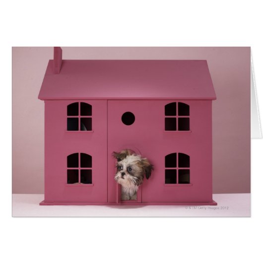 Puppy peering out of doll's house (Front Horizontal)