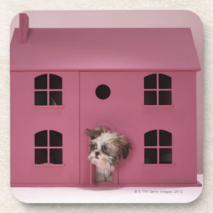 Puppy peering out of doll's house drink coaster
