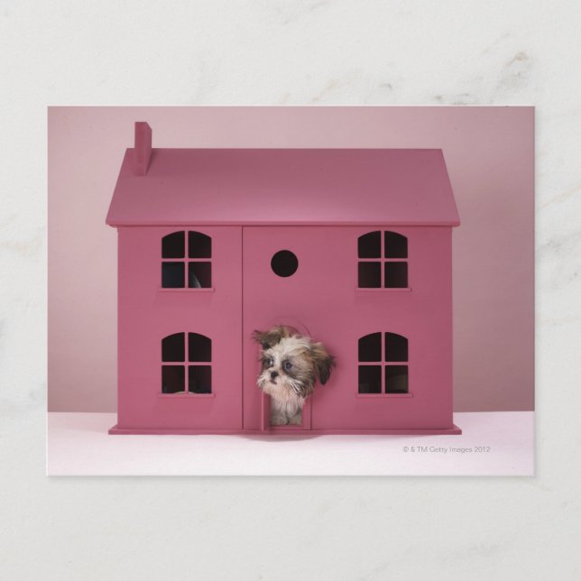 Puppy peering out of doll's house postcard (Front)