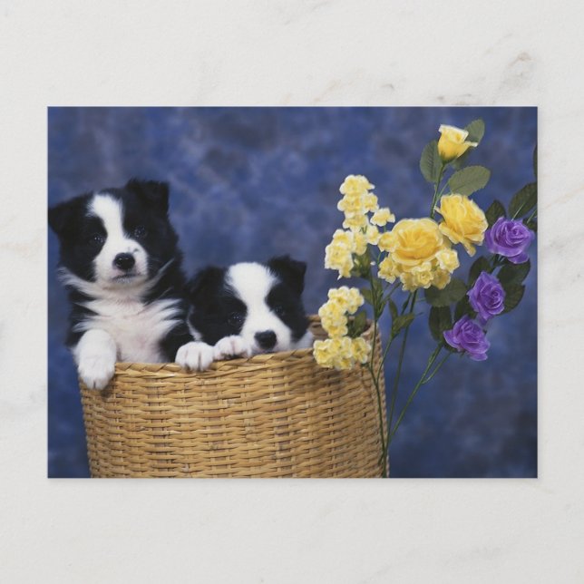 Puppy Picture Postcard (Front)