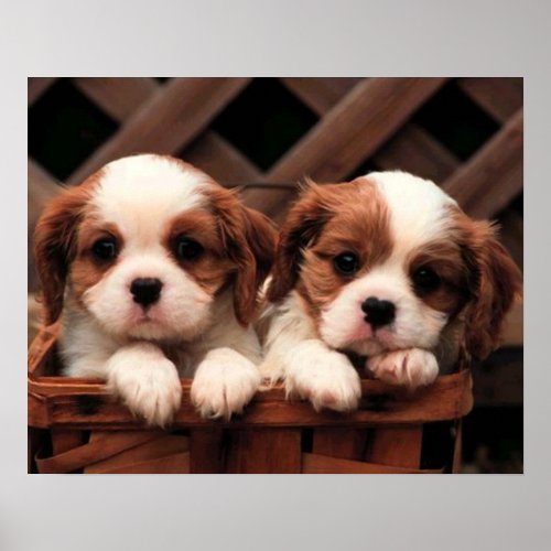 Puppy Pictures Poster