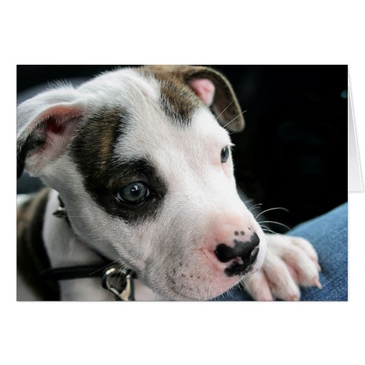 Puppy Pit Bull T-Bone Cards (Front Horizontal)