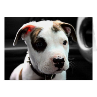 Puppy Pit Bull T-Bone Cards
