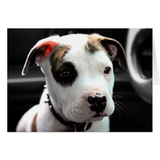 Puppy Pit Bull T-Bone Cards (Front Horizontal)