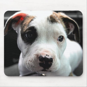 Puppy Pit Bull T-Bone Mouse Pad