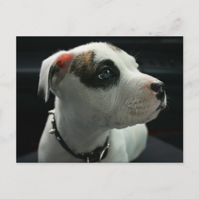 Puppy Pit Bull T-Bone Postcard (Front)