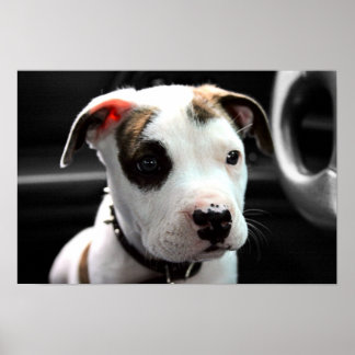 Puppy Pit Bull T-Bone Poster